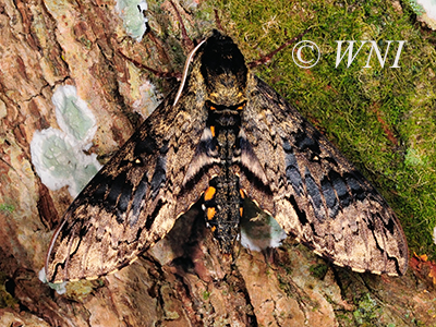 Brazilian Sphinx (Manduca brasiliensis)